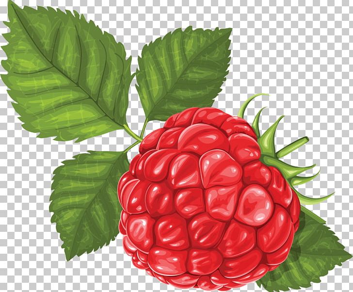 Red Raspberry PNG, Clipart, Berry, Cute Cartoon, Food, Fruit, Fruit Nut Free PNG Download