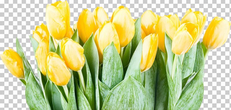 Flower Yellow Petal Tulip Plant PNG, Clipart, Bud, Closeup, Cut Flowers, Flower, Leaf Free PNG Download