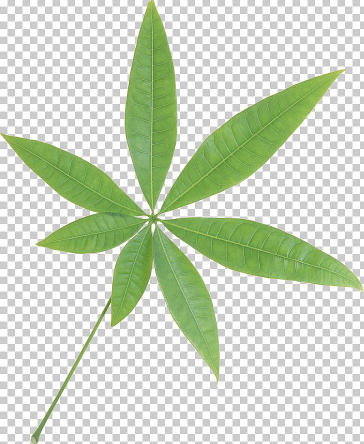 Green Leaves PNG, Clipart, Green Leaves Free PNG Download