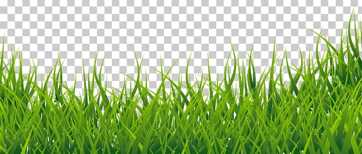 Easy English Vocabulary PNG, Clipart, Border, Clip Art, Cliparts Grass Border, Computer Wallpaper, Display Resolution Free PNG Download