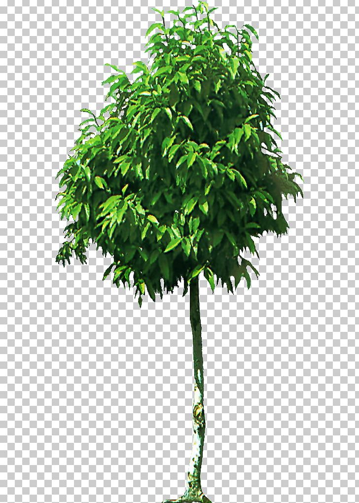Fruit Tree Branch Shrub PNG, Clipart, Art, Bonsai, Branch, Christmas Tree, Creative Vector Free PNG Download