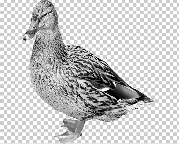 Mallard Goose Duck Bird Photography PNG, Clipart, Ana, Animals, Autistic, Beak, Bird Free PNG Download