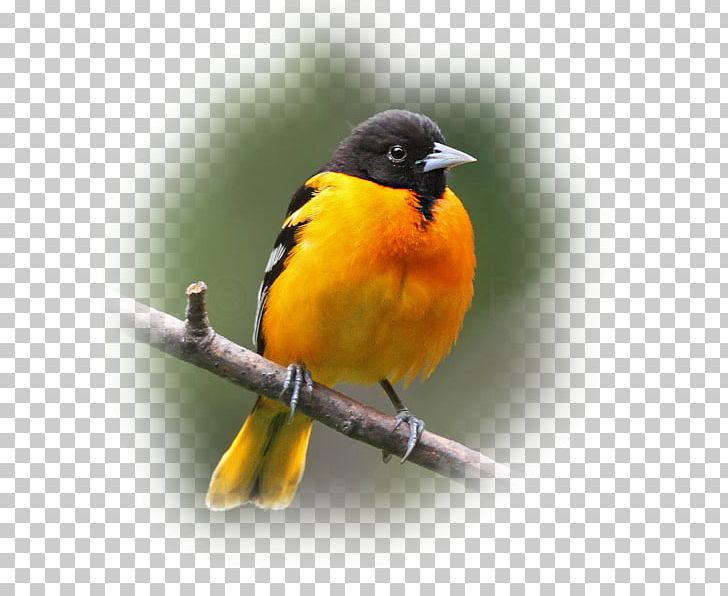 Old World Orioles Bird Finches Beak American Sparrows PNG, Clipart, American Robin, American Sparrows, Animals, Beak, Bird Free PNG Download