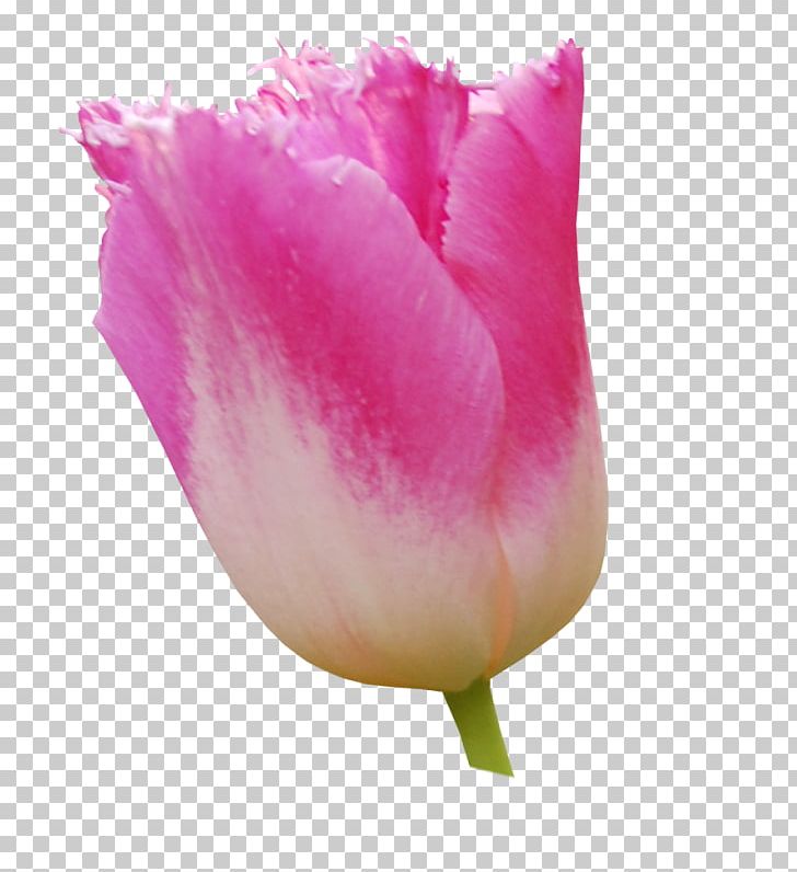 Tulip Rose Family Pink M Petal PNG, Clipart, Closeup, Closeup, Flower, Flowering Plant, Flowers Free PNG Download