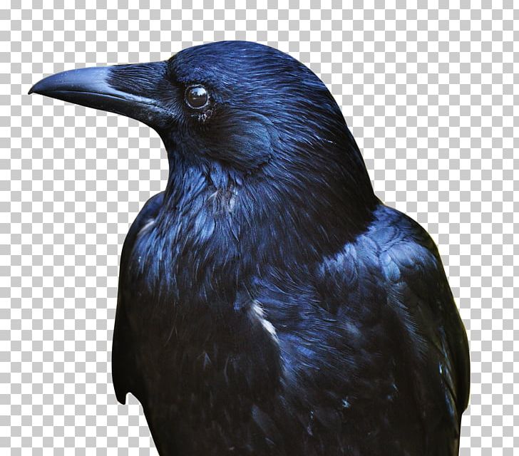 American Crow Rook PNG, Clipart, American Crow, Beak, Bird, Birds, Black Free PNG Download
