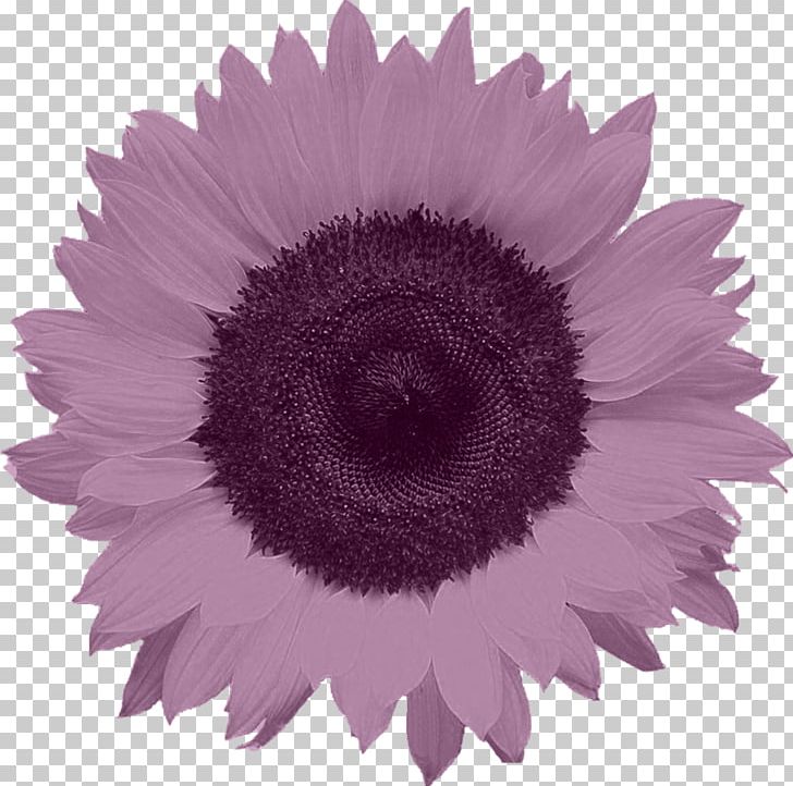 Common Sunflower Food PNG, Clipart, Child, Chrysanthemum, Common Sunflower, Daisy Family, Flower Free PNG Download