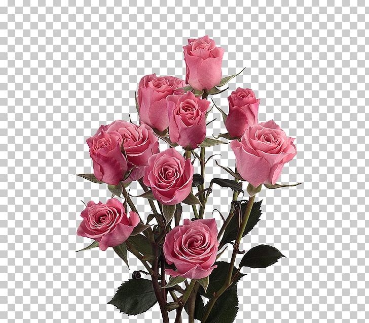 Garden Roses Cabbage Rose Cut Flowers Pink PNG, Clipart, Amaranthus, Artificial Flower, Cabbage Rose, Cargo, Floral Design Free PNG Download