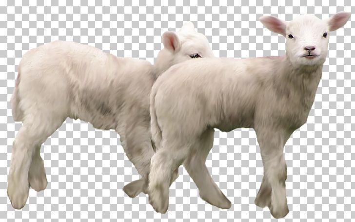 Goat Sheep PNG, Clipart, Animals, Cattle Like Mammal, Clipart, Clip Art, Computer Icons Free PNG Download