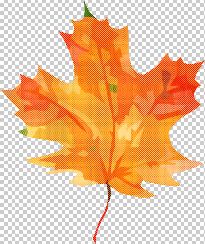 Maple Leaf PNG, Clipart, Biology, Leaf, Maple, Maple Leaf, Plants Free PNG Download