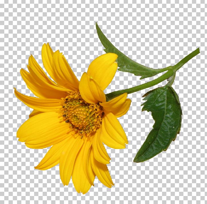 Flower PNG, Clipart, Annual Plant, Blog, Daisy Family, Depositfiles, Digital Image Free PNG Download