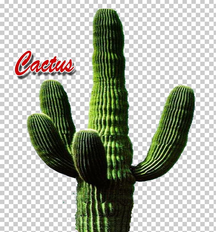 Triangle Cactus Portable Network Graphics Name PNG, Clipart, Acanthocereus, Acanthocereus Tetragonus, Cactus, Caryophyllales, Display Resolution Free PNG Download