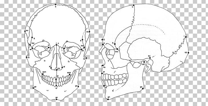 Ear The Human Skull Skeleton Craniometry PNG, Clipart,  Free PNG Download