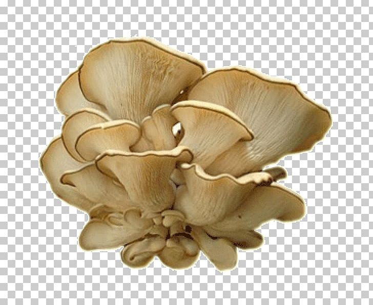 Oyster Mushroom Fungus Pleurotus Dryinus Mycelium PNG, Clipart, Boswellia, Edible Mushroom, Frankincense, Inedible Mushrooms, Ingredient Free PNG Download