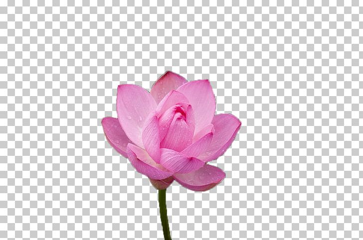 Pink Nelumbo Nucifera Color PNG, Clipart, Aquatic Plant, Bloom, Computer Software, Designer, Download Free PNG Download