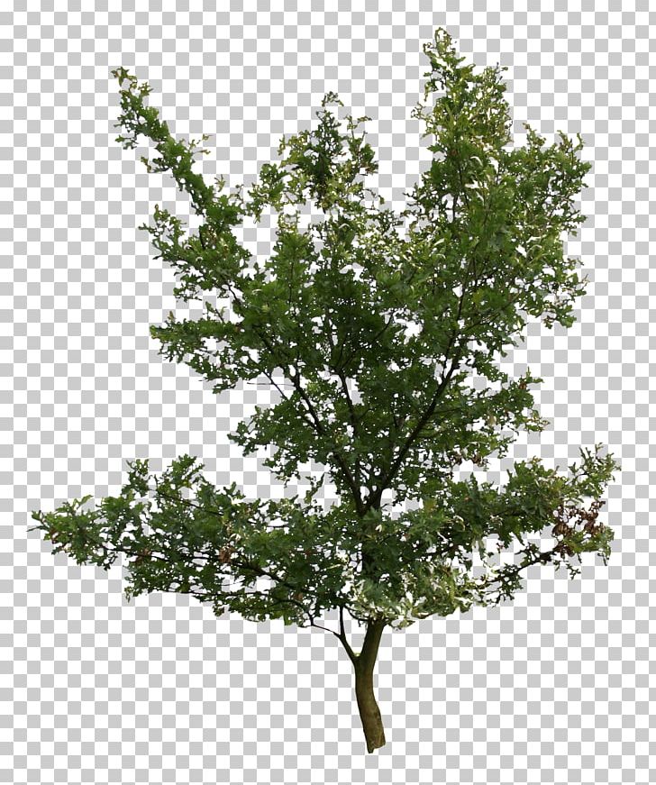 Tree Oak Plant Birch PNG, Clipart, Alder, Birch, Branch, Evergreen, Leaf Free PNG Download