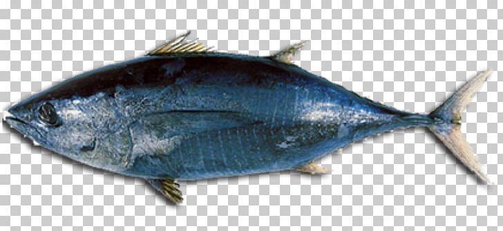 Albacore Tuna Fish Sandwich Atlantic Bluefin Tuna Longtail Tuna Bigeye Tuna PNG, Clipart, Albacore, Albacore Tuna, Animal Source Foods, Bonito, Bony Fish Free PNG Download