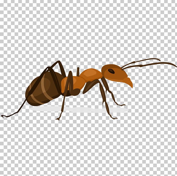 Ant Insect X-Faktor PNG, Clipart, Animal, Ants, Ants Vector, Ant Vector, Arthropod Free PNG Download