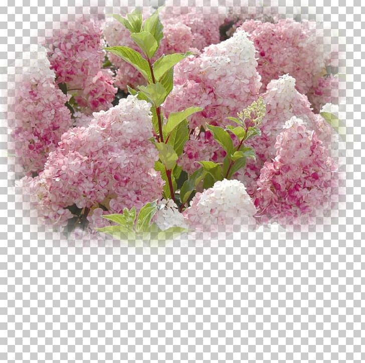Panicled Hydrangea Flower Seed Garden PNG, Clipart, Bonsai, Flower, Flower Garden, French Hydrangea, Garden Free PNG Download