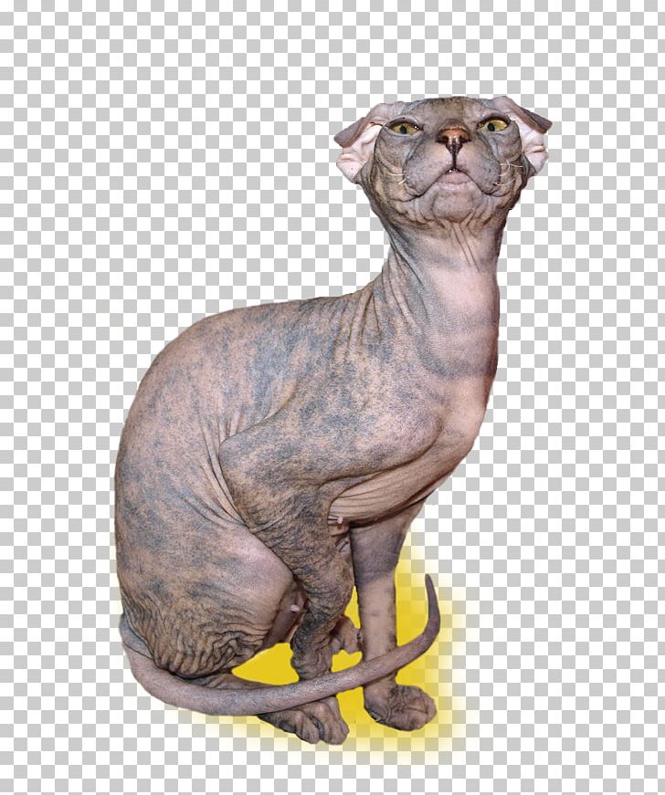 Sphynx Cat Donskoy Ukrainian Levkoy Whiskers Snout PNG, Clipart, Carnivoran, Cat, Cat Like Mammal, Donskoy, Eros International Free PNG Download