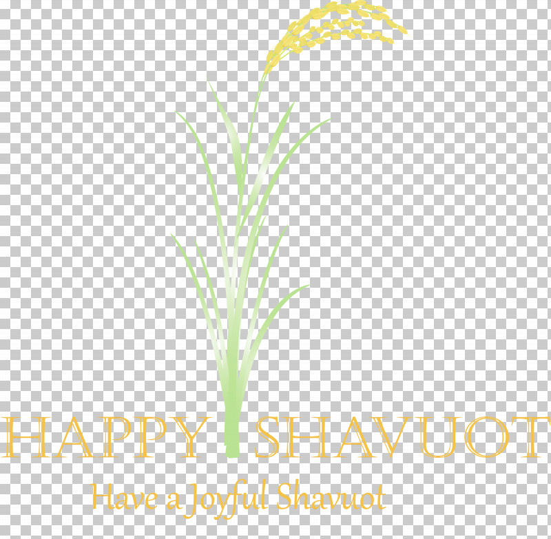 Grass Plant Grass Family Leaf Flower PNG, Clipart, Flower, Grass, Grass Family, Happy Shavuot, Leaf Free PNG Download