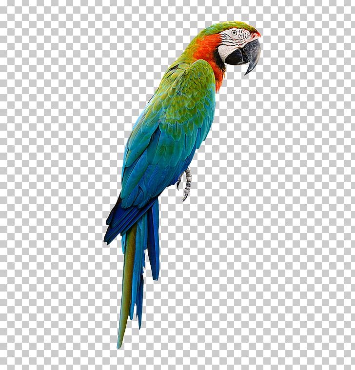Bird Parrot Budgerigar Cockatiel Toy PNG, Clipart, Animals, Beak, Bird, Budgerigar, Budgie Toys Free PNG Download