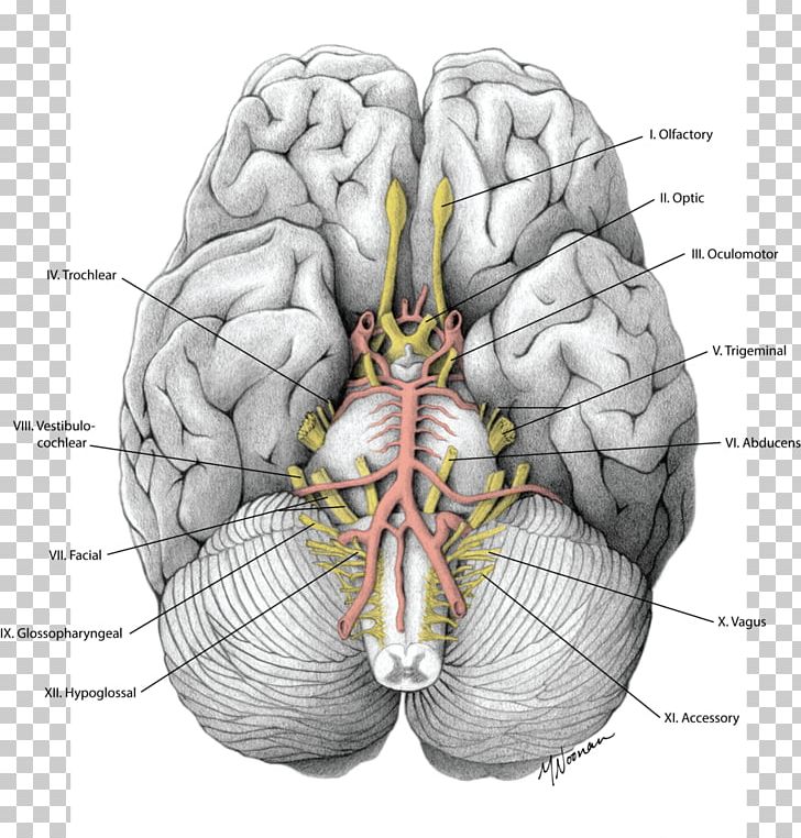 Brain Cranial Nerves Gray's Anatomy PNG, Clipart, Anatomy, Brain, Cranial Nerves, Grays Anatomy, Hand Free PNG Download