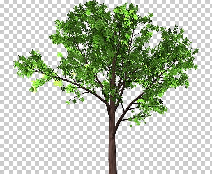 Branch Japanese Zelkova Tree Leaf PNG, Clipart, Bonsai, Branch, Chinese Elm, Deciduous, Elm Free PNG Download