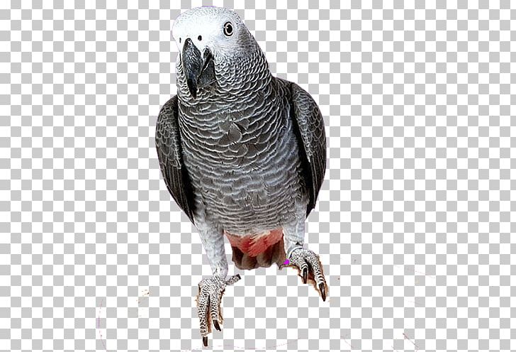 Budgerigar Parrots Of New Guinea Bird Macaw PNG, Clipart, African Grey, Animals, Beak, Bird, Budgerigar Free PNG Download