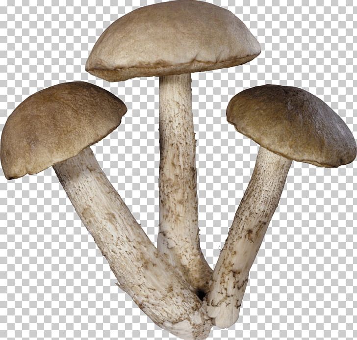 Common Mushroom Theme PNG, Clipart, Clipping Path, Common Mushroom, Desktop Wallpaper, Download, Edible Mushroom Free PNG Download