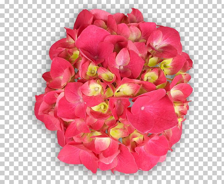 Floribunda Garden Roses Cut Flowers Petal PNG, Clipart, Annual Plant, Begonia, Cut Flowers, Floribunda, Flower Free PNG Download