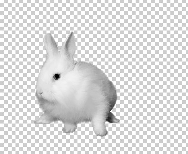 Hare Rabbit PNG, Clipart, Animal, Animals, Black And White, Chinese Zodiac, Computer Graphics Free PNG Download