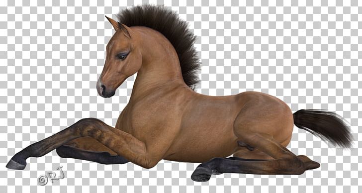 Mane Mustang Stallion Pony Mare PNG, Clipart, Actual, Animal Figure, Bridle, Halter, Horse Free PNG Download