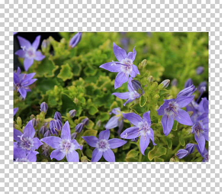 Campanula Poscharskyana Harebell Perennial Plant Herbaceous Plant PNG, Clipart, Bellflower, Bellflower Family, Bellflowers, Bulb, Campanula Garganica Free PNG Download