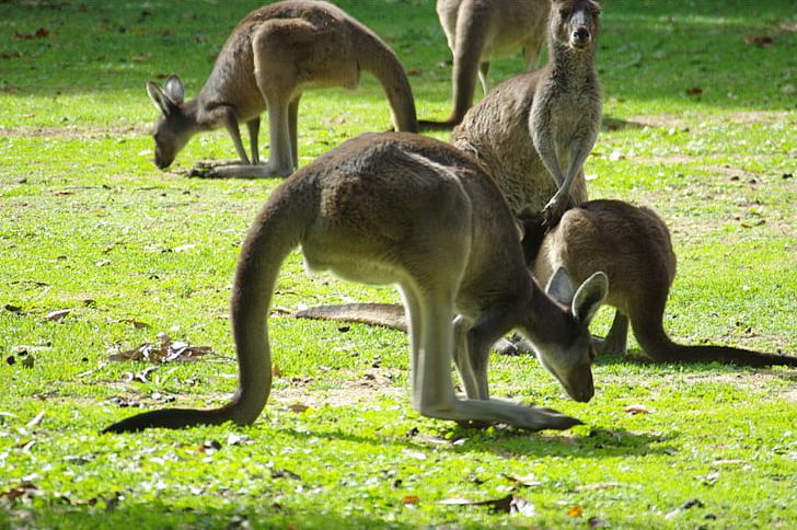 Red Kangaroo Western Grey Kangaroo Eastern Grey Kangaroo Koala Bennett's Tree-kangaroo PNG, Clipart, Animals, Bennetts Treekangaroo, Eastern Grey Kangaroo, Fauna, Grass Free PNG Download