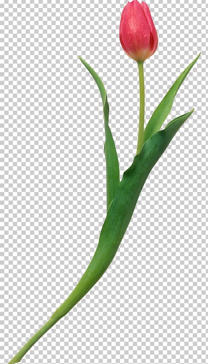Tulipa Korolkowii The Heart's Wisdom: A Practical Guide To Growing Through Love Cut Flowers Plant PNG, Clipart, Bud, Cut Flowers, Flower, Flowering Plant, Flowers Free PNG Download