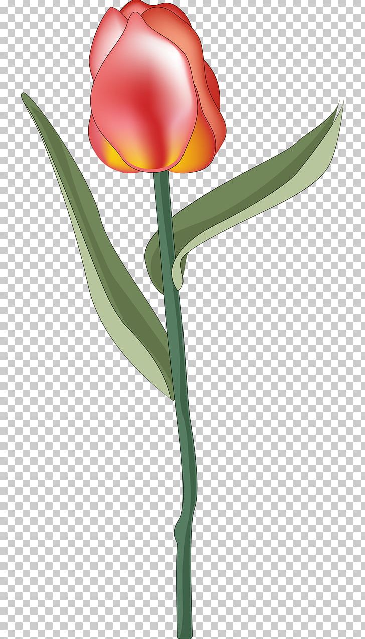 Flowering Plant Cut Flowers Tulip PNG, Clipart, Cut Flowers, Family, Flower, Flowering Plant, Flowers Free PNG Download