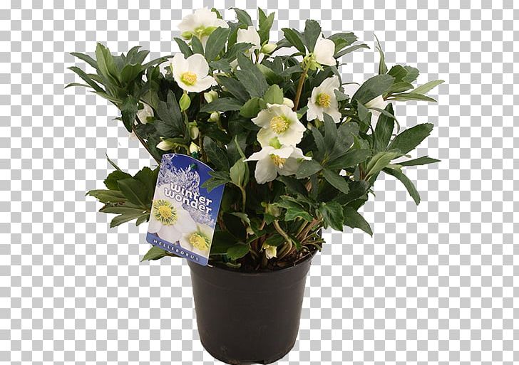 Flowerpot Vase Plastic Rose PNG, Clipart, Black, Color, Flower, Flowering Plant, Flowerpot Free PNG Download