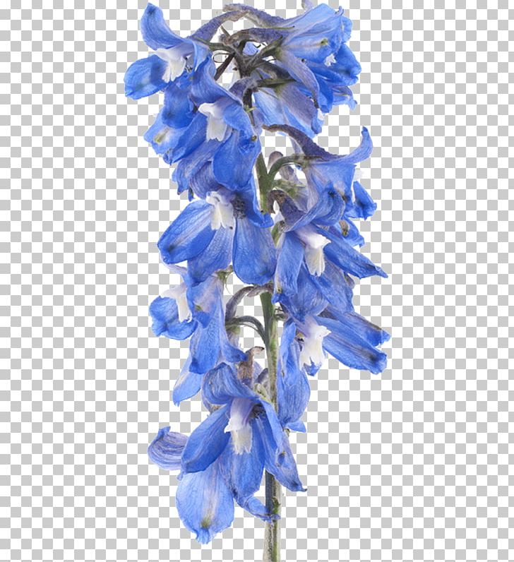 Larkspur Flower Stock Photography PNG, Clipart, Bellflower Family, Blue, Clip Art, Cut Flowers, Delphinium Free PNG Download