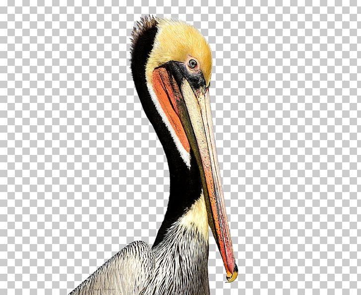 Pelican Products Beak Neck Animal PNG, Clipart, Animal, Beak, Bird, Fauna, Miscellaneous Free PNG Download