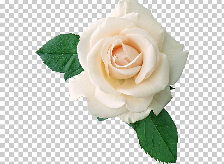 Rose White Flower PNG, Clipart, Artificial Flower, Background White, Black White, Color, Cut Flowers Free PNG Download