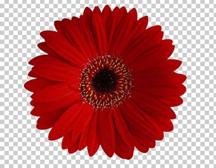 Transvaal Daisy Flower Common Daisy Red Daisy Family PNG, Clipart, Blue, Carnation, Color, Common Daisy, Cut Flowers Free PNG Download