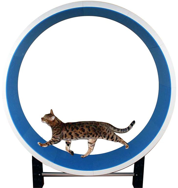 Cat Tree Kitten Felidae Wheel PNG, Clipart, Carnivoran, Cat, Cat Behavior, Cat Exercising Cliparts, Cat Like Mammal Free PNG Download