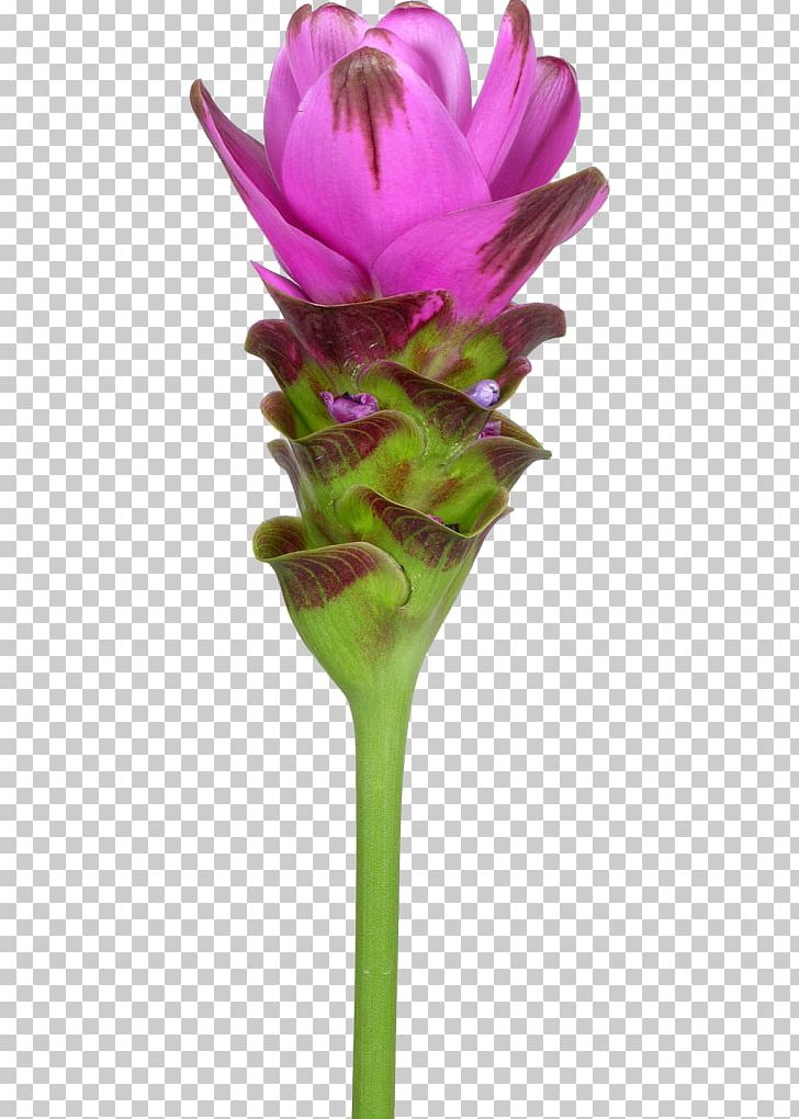 Cut Flowers Siam Tulip Turmeric Plant Rhizome PNG, Clipart, Aan, Bract, Curcuma, Cut Flowers, Flora Free PNG Download