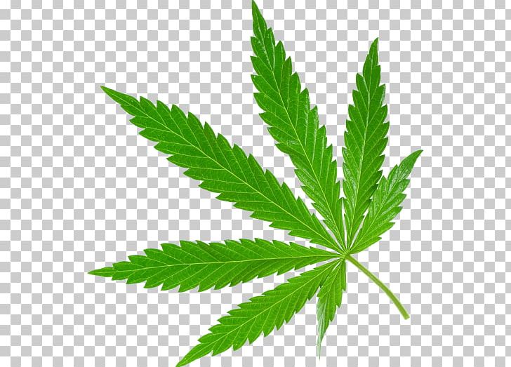 Medical Cannabis Portable Network Graphics PNG, Clipart, Cannabis, Cannabis In Papua New Guinea, Cannabis Shop, Drug, Hemp Free PNG Download