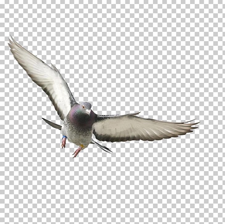 Rock Dove Bird Columbidae Flight Wing PNG, Clipart, Animals, Beak, Bird, Bird Flight, Charadriiformes Free PNG Download