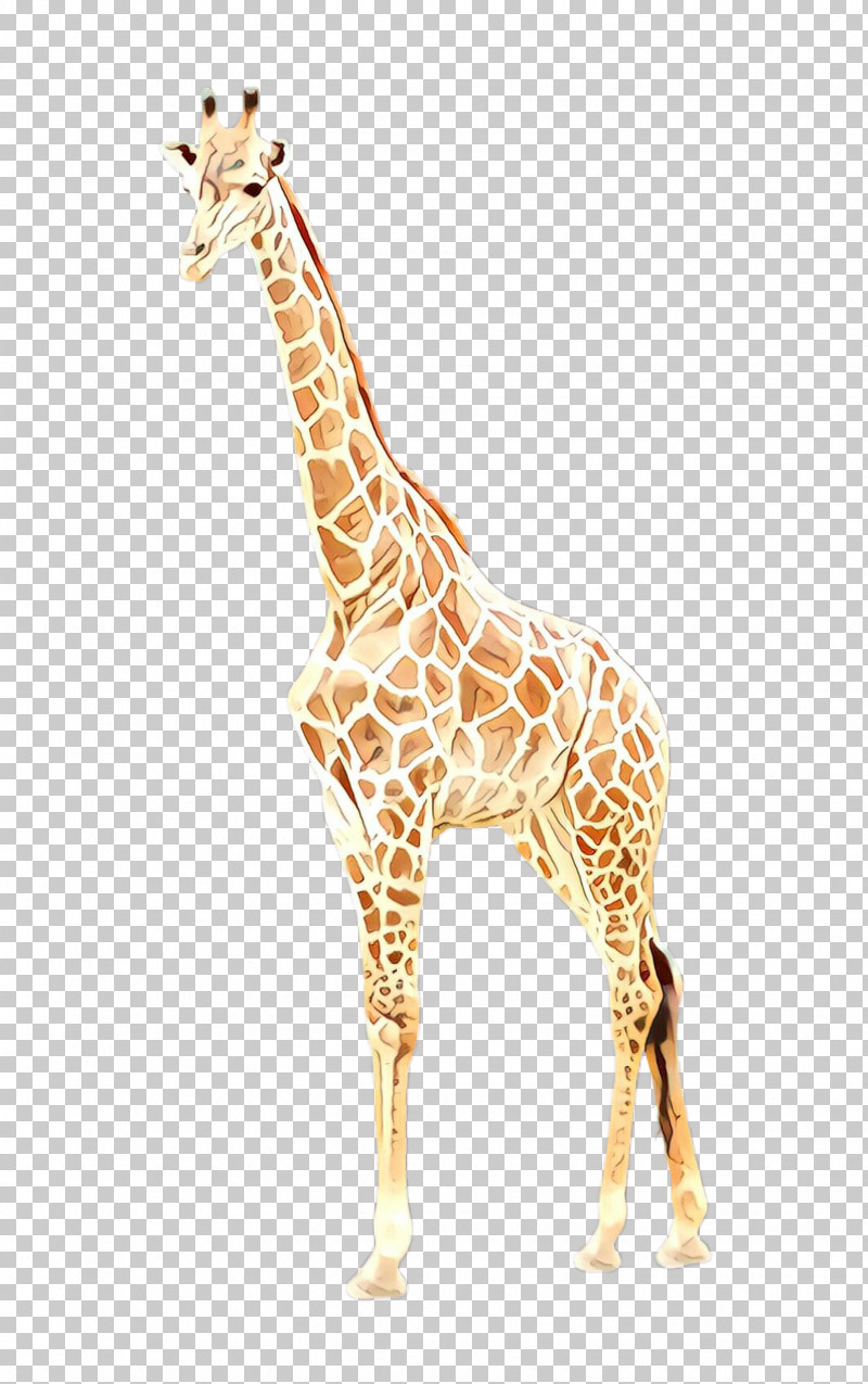 Giraffe Giraffidae Wildlife Animal Figure Neck PNG, Clipart, Animal Figure, Fawn, Giraffe, Giraffidae, Neck Free PNG Download