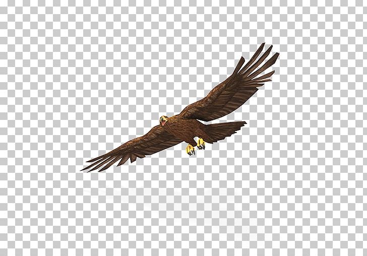 Bald Eagle Tyto Ecology Greater Yellowstone Ecosystem PNG, Clipart, Accipitriformes, Animal, Bald Eagle, Beak, Bird Free PNG Download