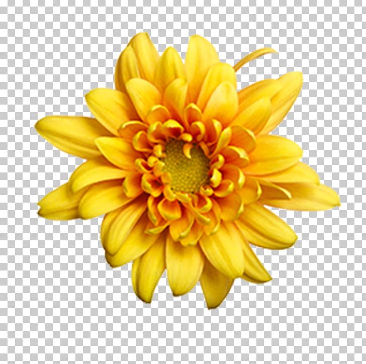 Chrysanthemum Dahlia Flower Common Daisy Yellow PNG, Clipart, Blue, Chrysanthemum, Chrysanths, Color, Common Daisy Free PNG Download