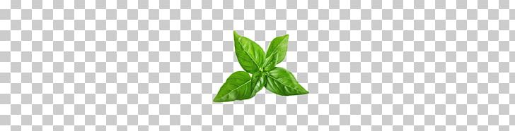 Leaf Plant Stem PNG, Clipart, Basil, Grass, Leaf, Plant, Plant Stem Free PNG Download