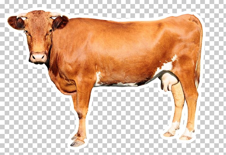 Management In Minutes Cattle Animal Slaughter Livestock PNG, Clipart, Animals, Animal Slaughter, Business, Calf, Cattle Free PNG Download